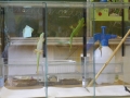 SS2014 Referat Geckos4
