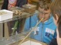 SS2014 Referat Geckos7