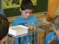 SS2014 Referat Geckos8