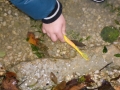 Wasserleben4